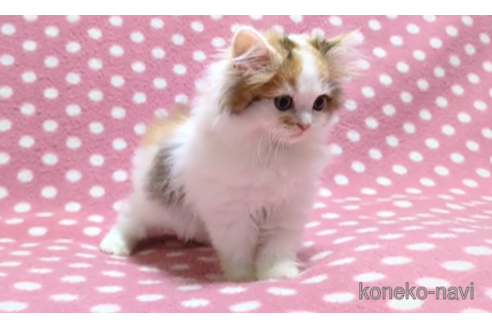 成約済の愛知県のミヌエット-98806の2枚目